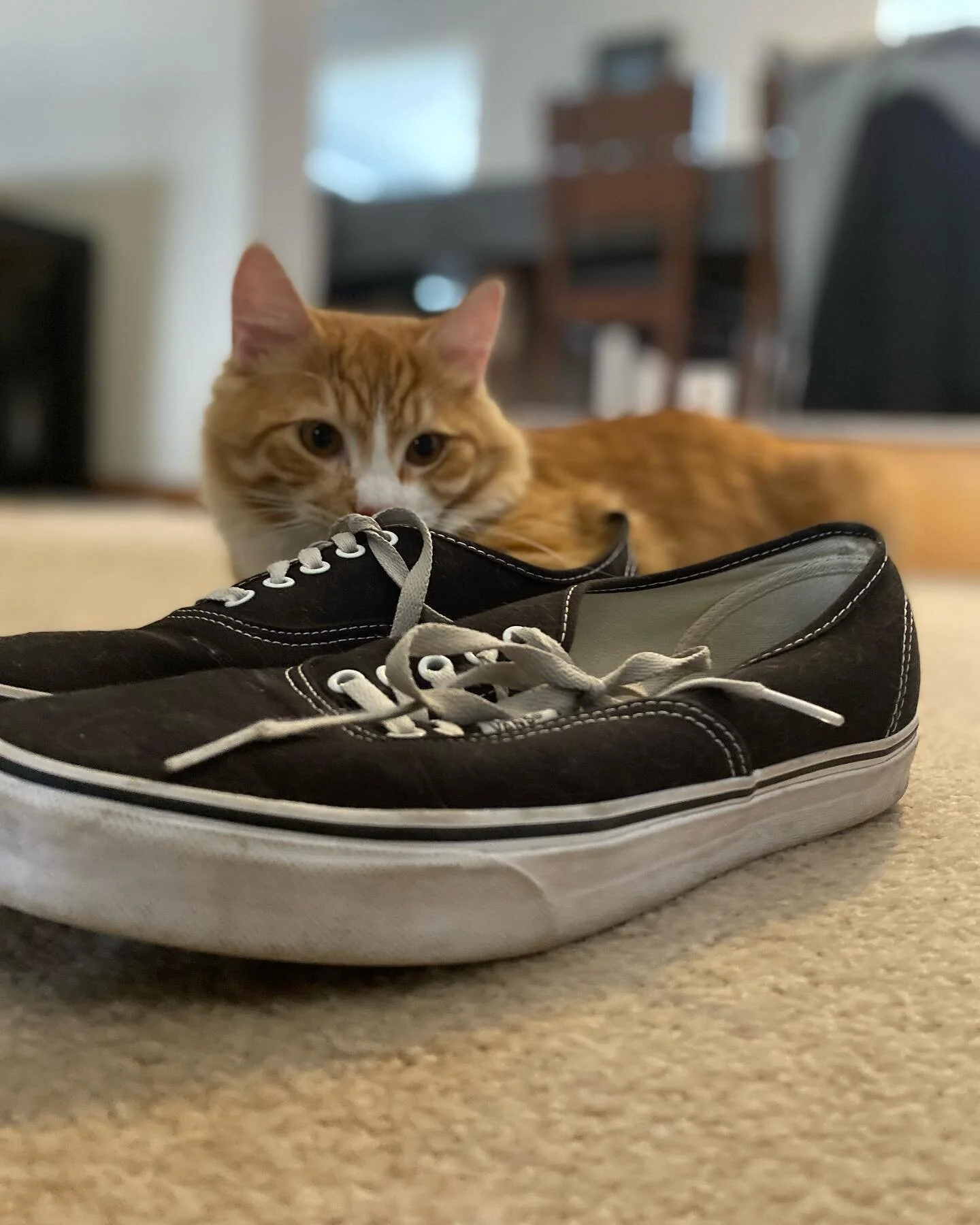 My Humans got me a pair of new #vans #earlychristmaspresent