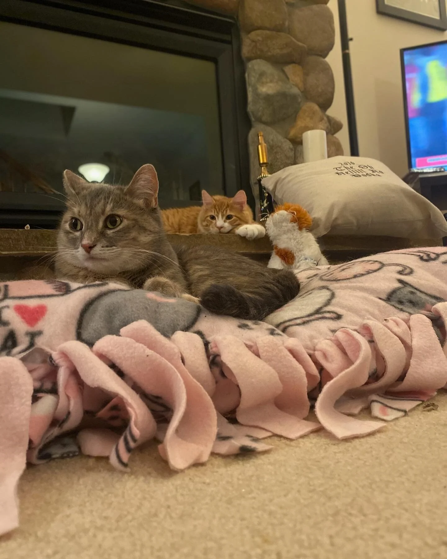 See we hangout with eachother - as long as mur gets to bring his #webkinz kitten with him.