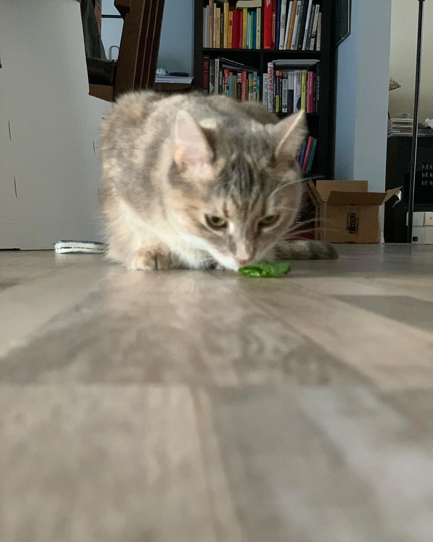 #millaavid says eat your vegetables!!!