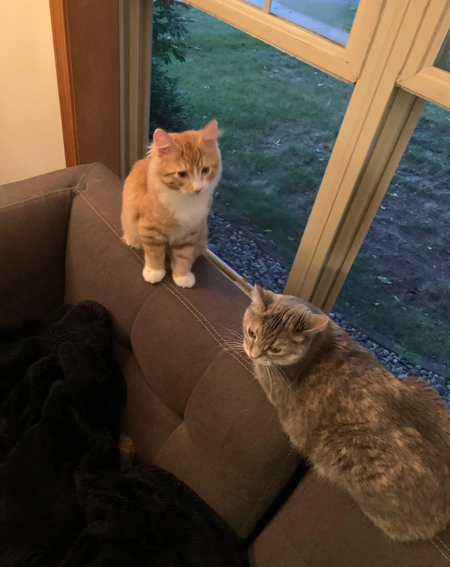 Milla and I have some amazing news to share with everyone - We were accepted to be Pet Ambassadors for @petmusings !! We have never been more excited for something (other then the days before Christmas because our parents kept bringing us cardboard b