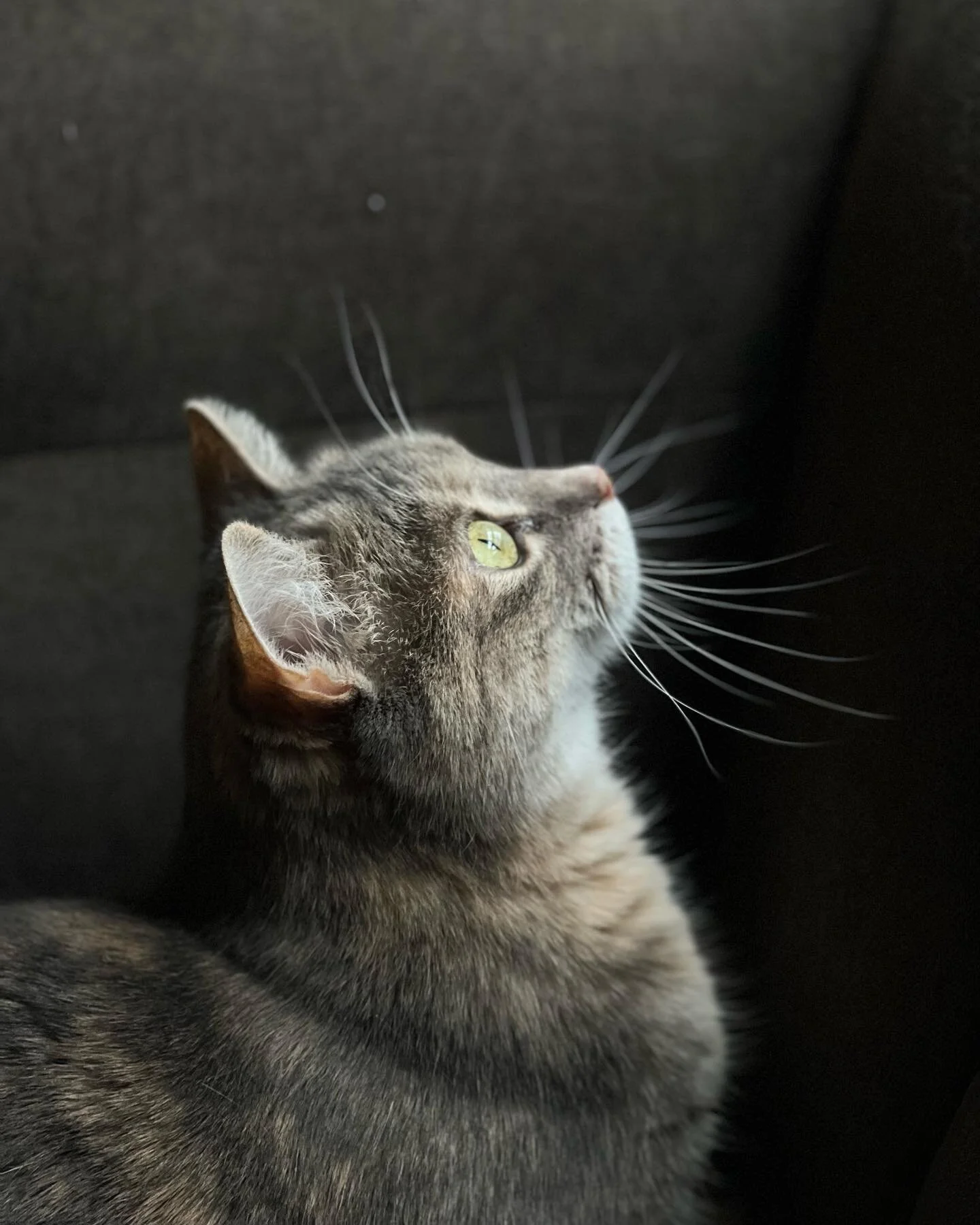 Why wont mom let the bird in the house #millaavid