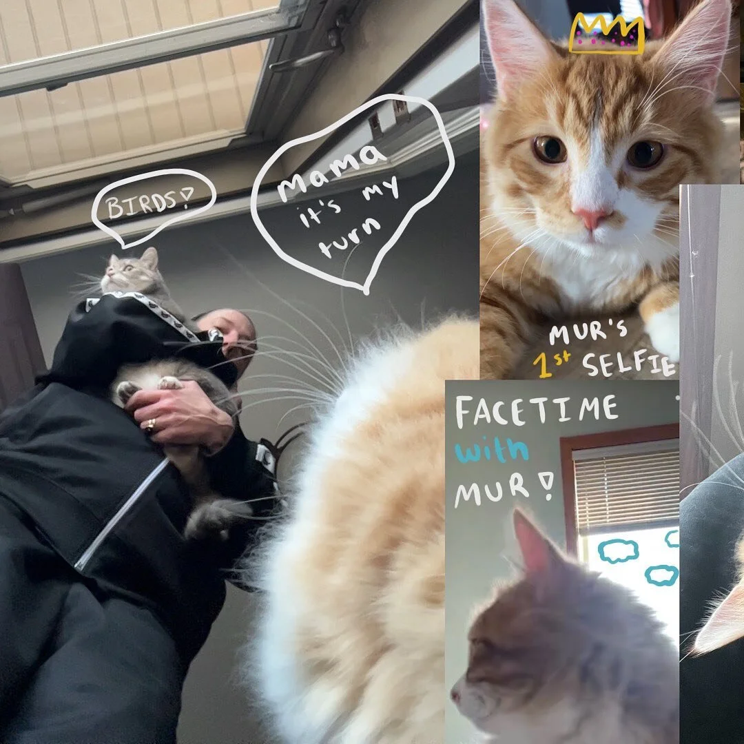 Hey it&rsquo;s milla and mur with some updated photos - also our friend mushu wanted to join our collage 💛 #murmittens #millaavid #mushuthecat #catsofinstagram