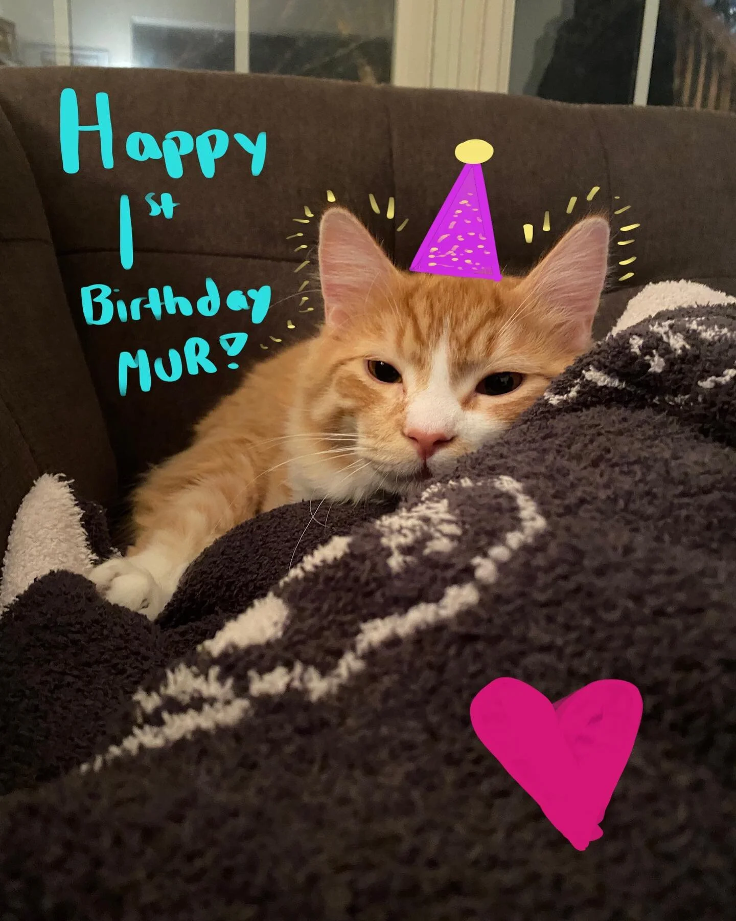 It&rsquo;s #murmittens first birthday!!! #happybirthday #firstbirthday #catsofinstagram