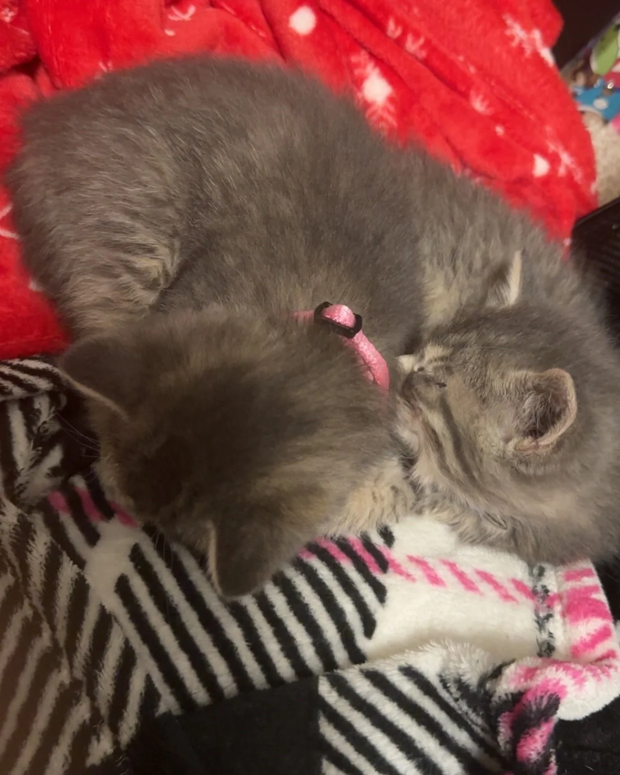 Happy 1 Year Gotcha Day to the little ones! We are so lucky to have gotten them and we have loved watching them grow and share them with everyone! Here&rsquo;s to many many more years of purrs and playtime! 

#cats #kittens #biscuit #gravy #biscuitan