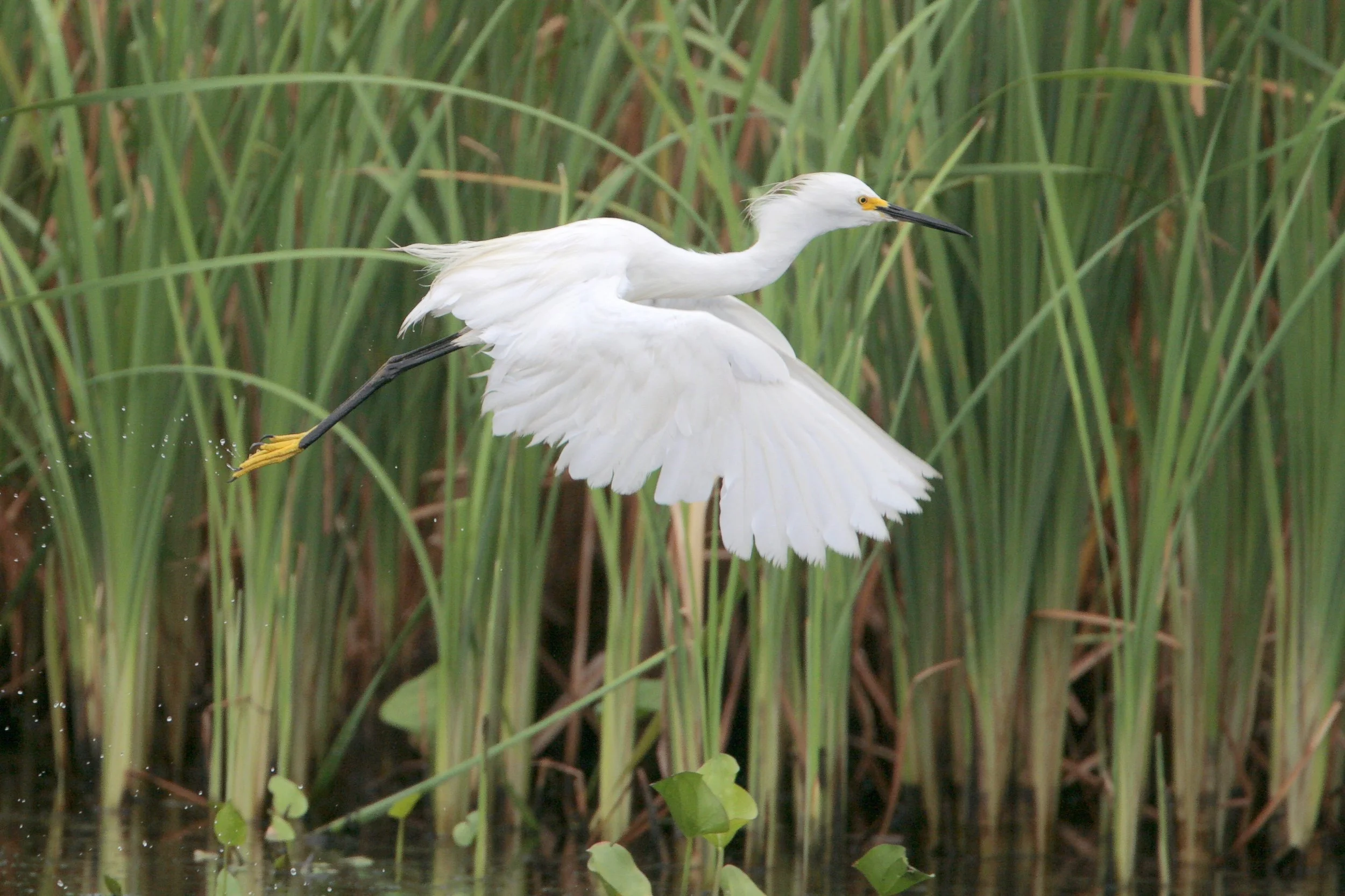 State of the Species: Snowy Egret (Egretta thula) — Coastal Prairie ...