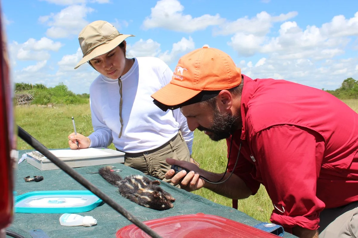 Two people examining a chipmunk.