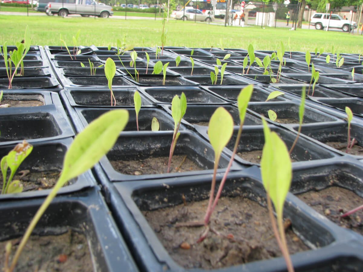 Close-up of seedlings.