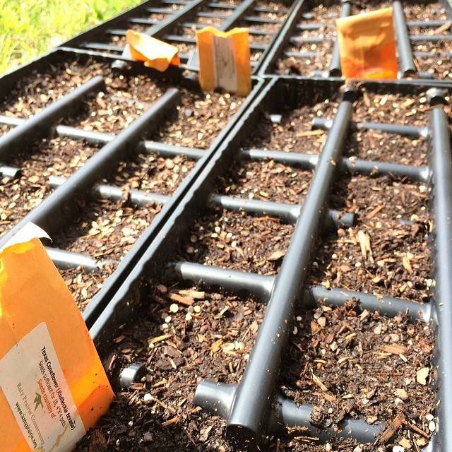 Close-up of seedling trays.