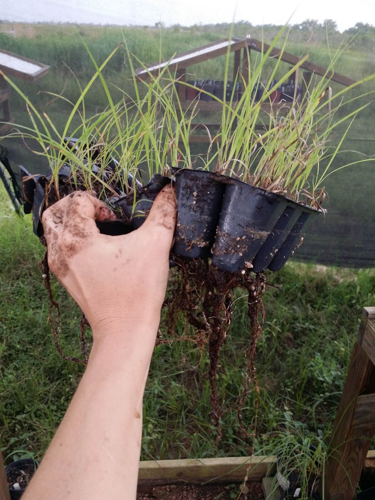 Close-up of hand holding seedlings.