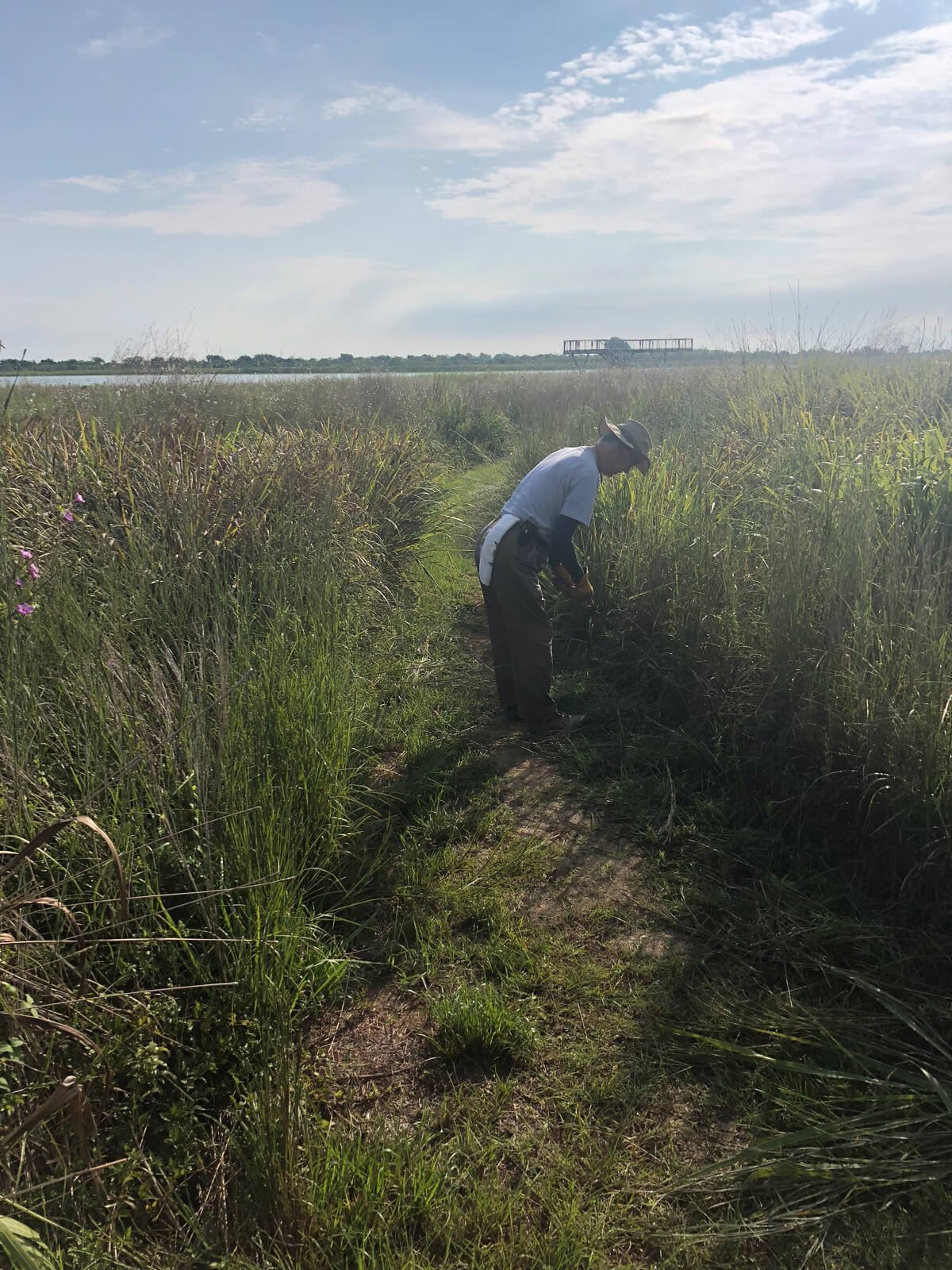 Man working in a field of tall grass.