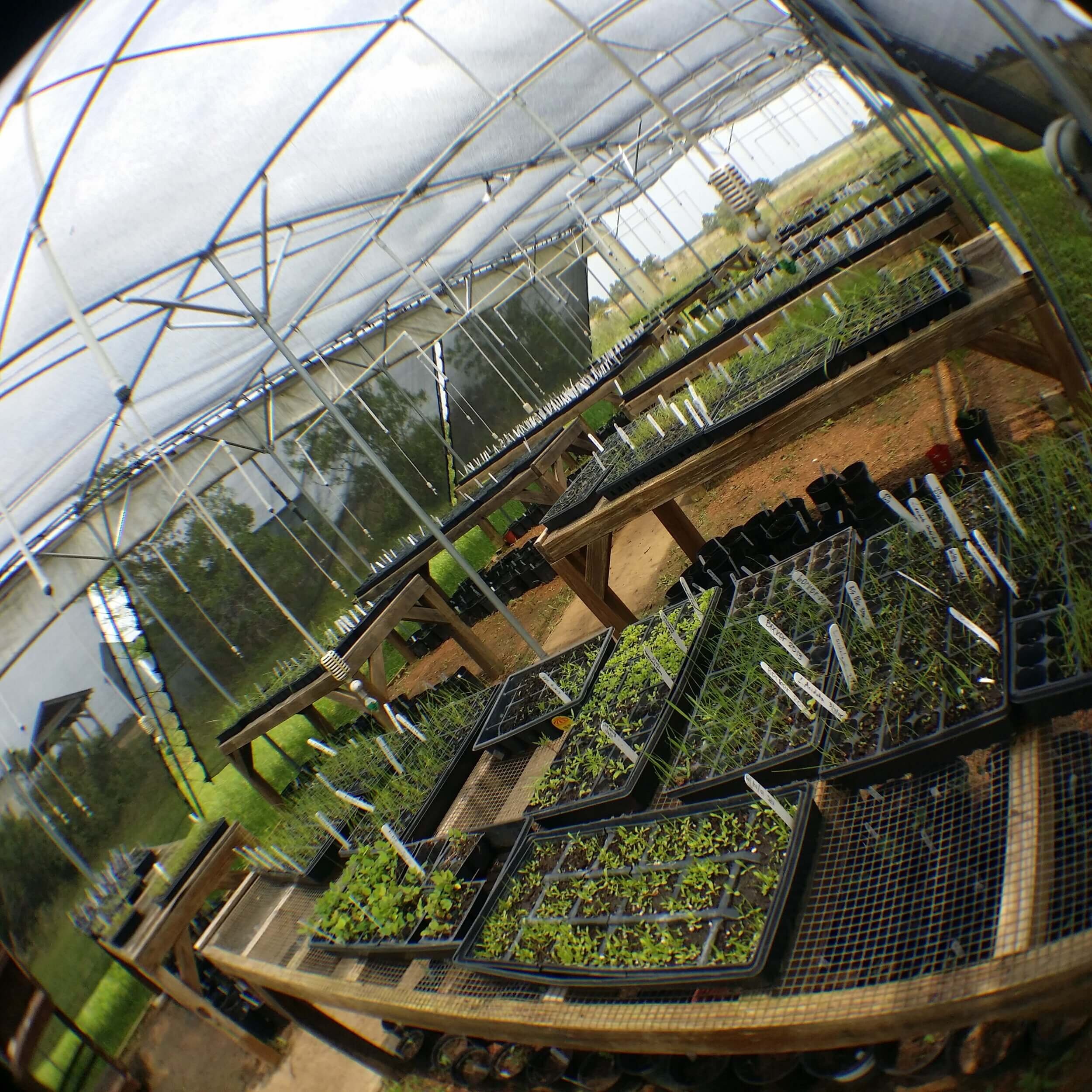 Seedlings on work benches in the Native Seed Nursery.