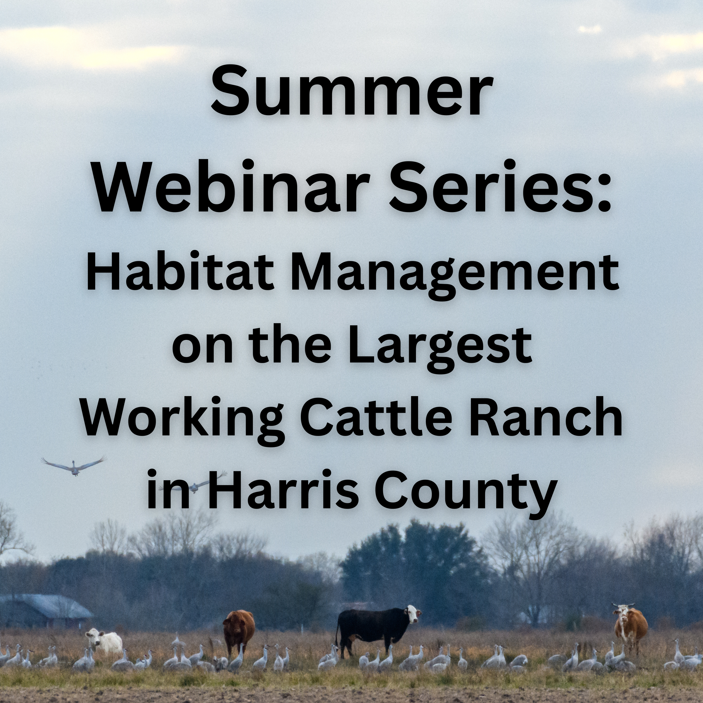 Habitat Management on the Largest Working Cattle Ranch in Harris County