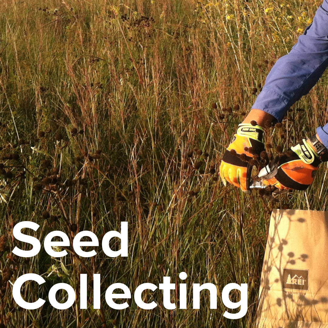 Seed Collecting at the Deer Park Prairie