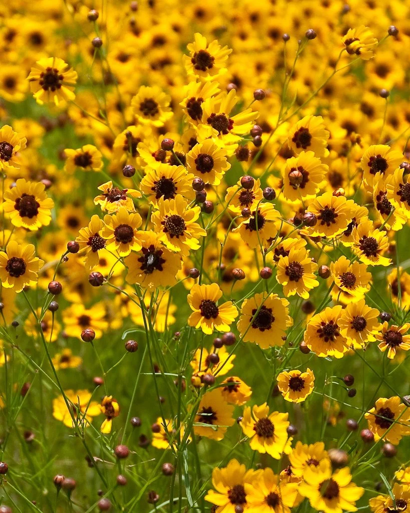 Fall Prairie Plant ID Workshop
