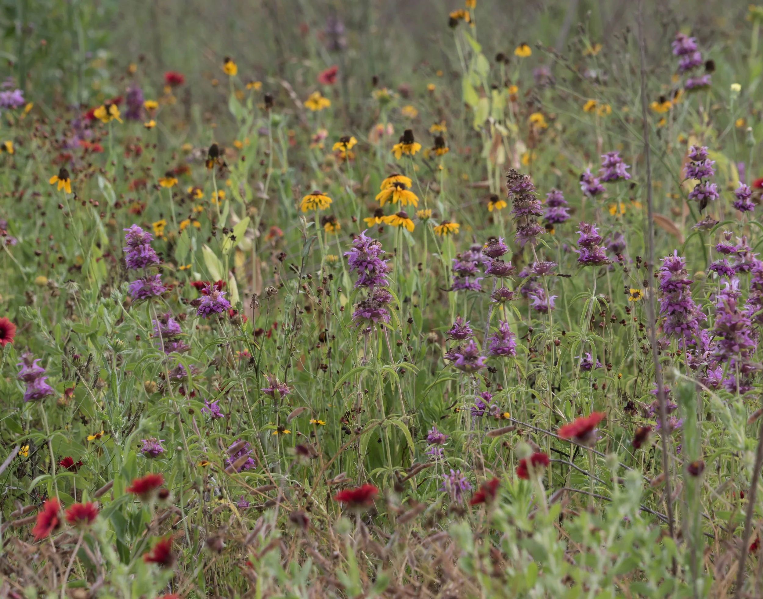 Adult Education - Green Burial Funeral Presentation