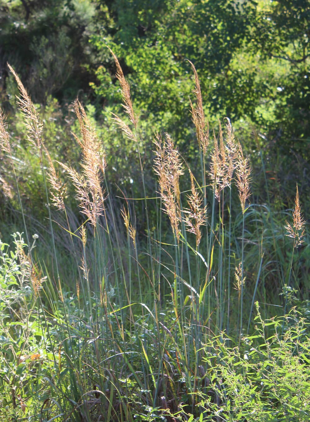 Indiangrass-1-by-Mkillam.jpg