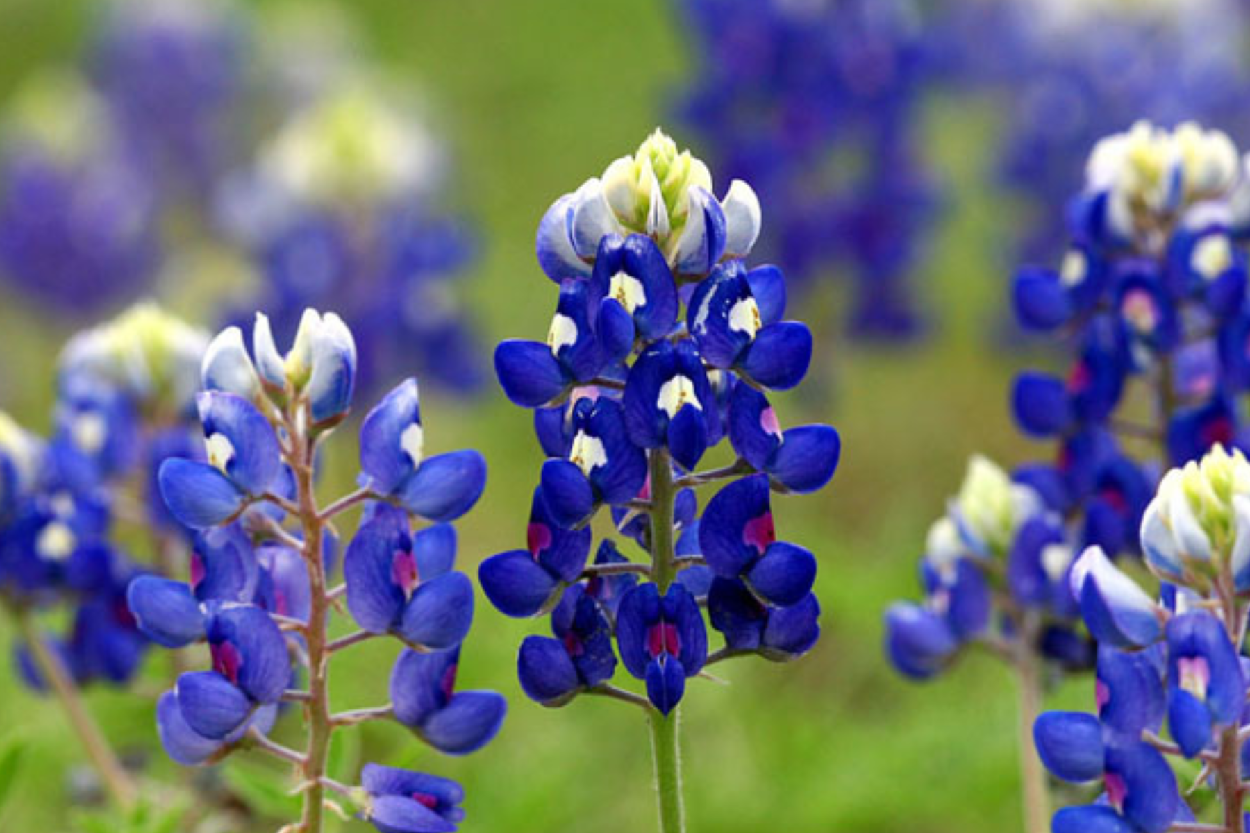 Featuring the Texas Bluebonnet’s Iconic Beauty at Home — Coastal ...