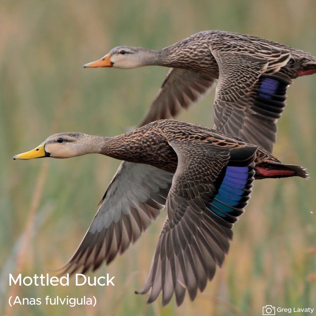 Mottling Rabbit Mottled Duck