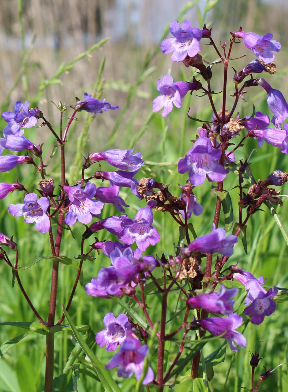Purple-Flowers.jpg