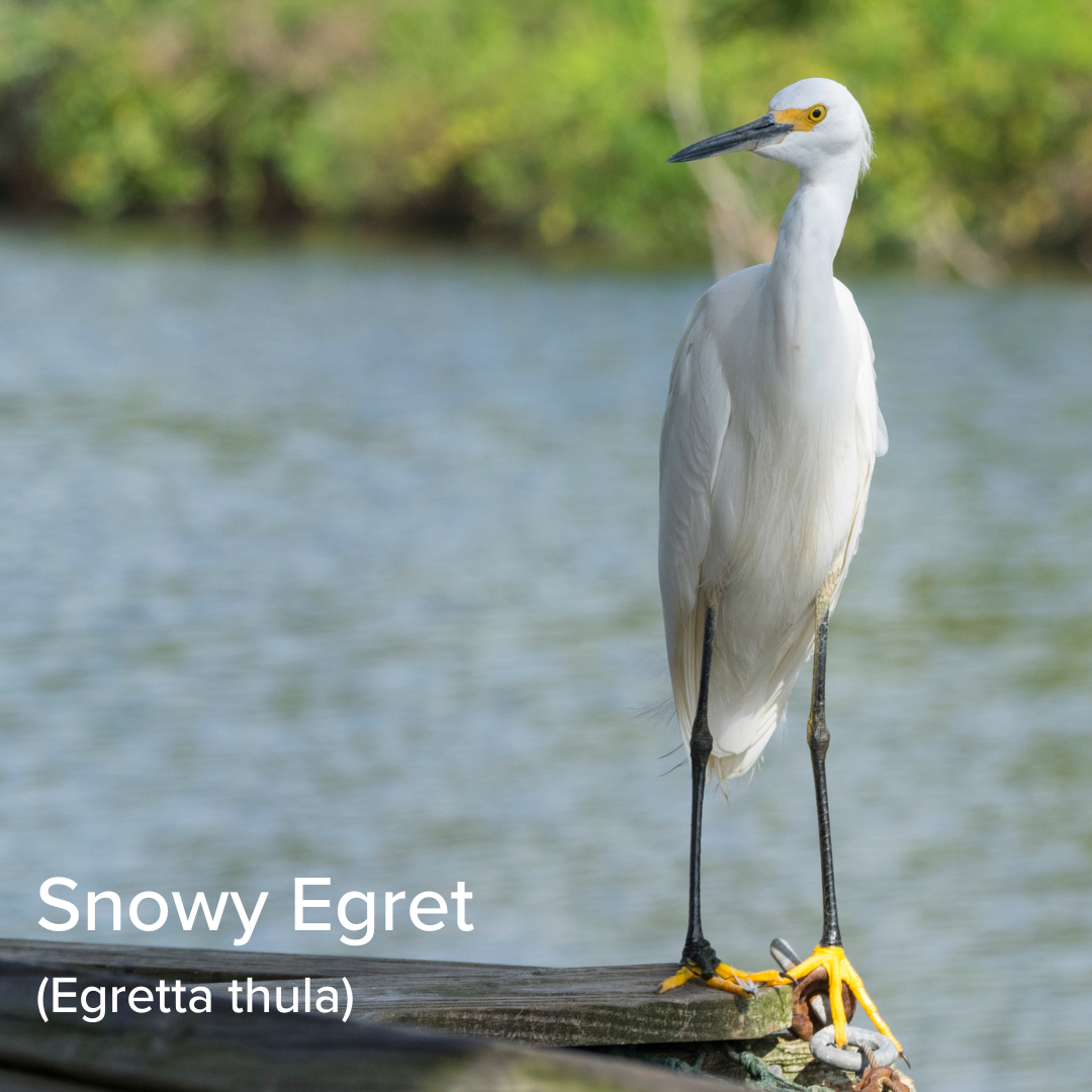 State of the Species: Snowy Egret (Egretta thula) — Coastal Prairie  Conservancy