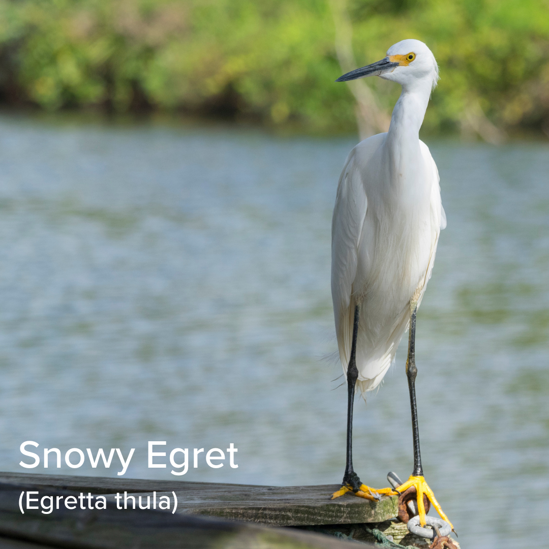 State of the Species: Snowy Egret (Egretta thula) Coastal Prairie