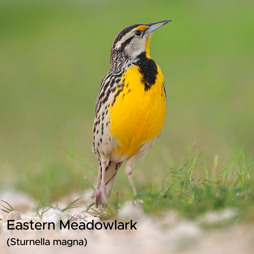 State of the Species Eastern Meadowlark (Sturnella magna) — Coastal