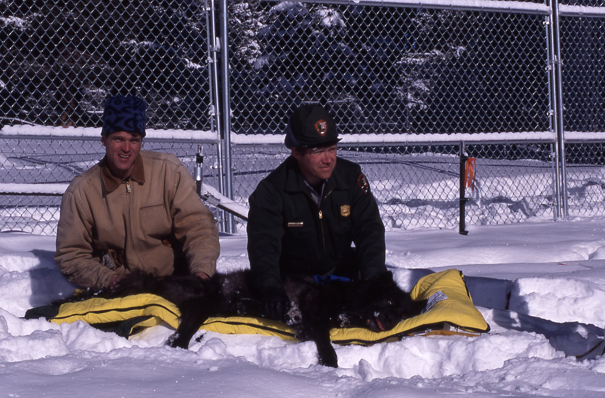 Doug Smith (left) &amp; Mike Phillips waiting to transport a wolf in a shipping container. (Photo Barry O’Neill/NPS.)