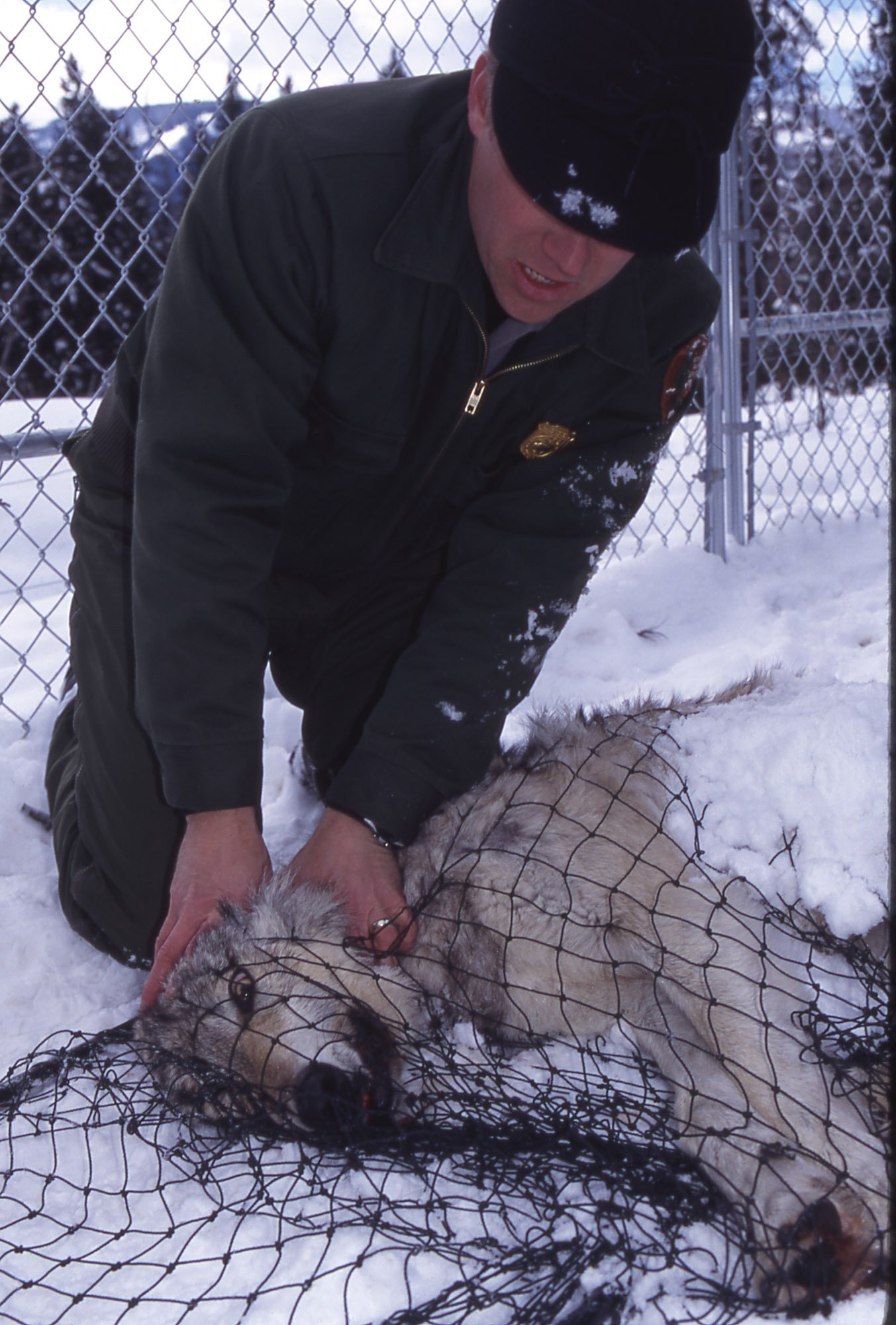 Mike Phillips handling a wolf at the Rose Creek pen. (Photo Jim Peaco/NPS.)