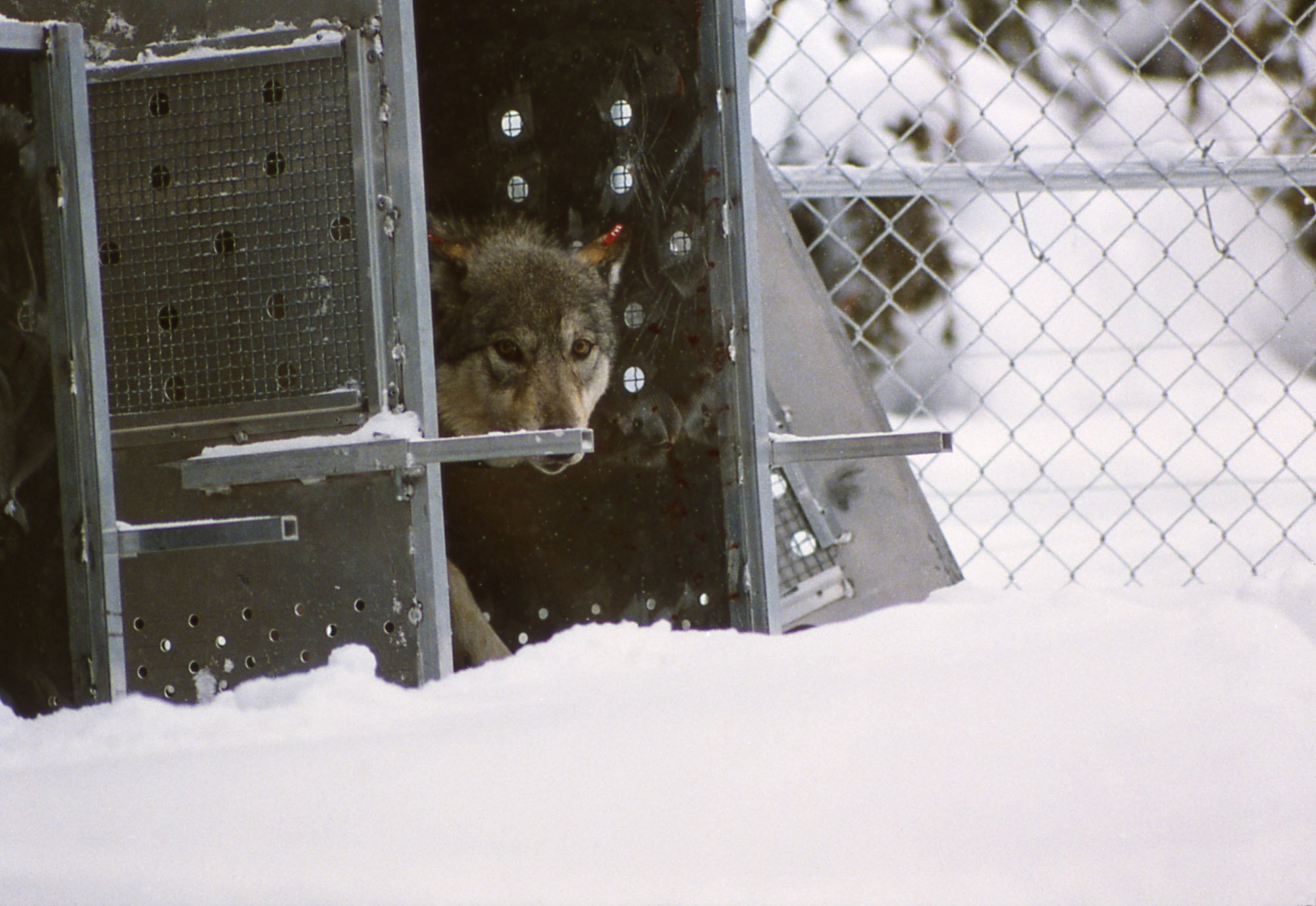 Wolf in the Rose Creek pen. (Photo NPS/Jim Peaco)