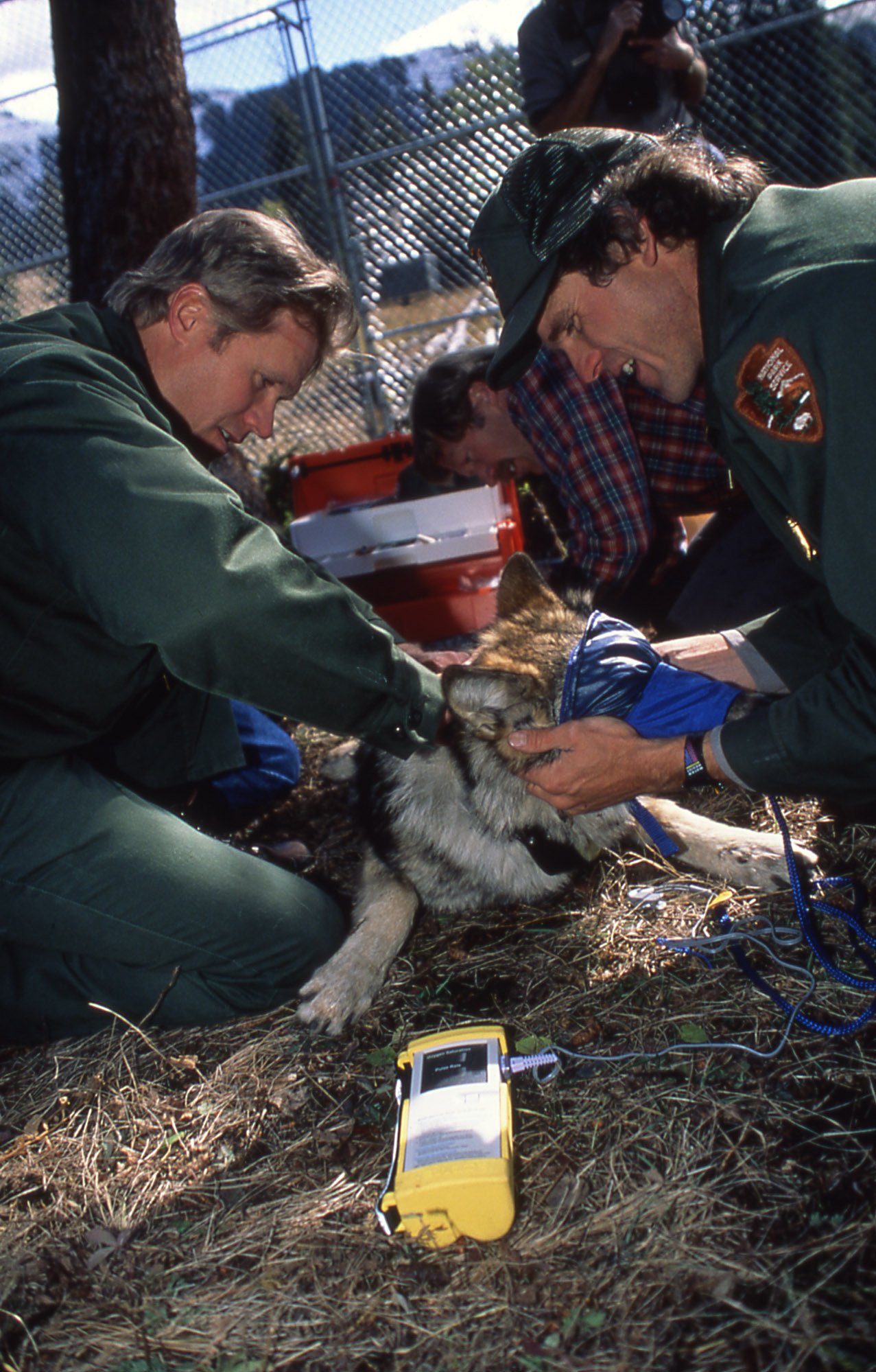 Mike Phillips &amp; Doug Smith prepare radio collars for wolf pups prior to release from Rose Creek pen. (Photo NPS/Barry O'Neill)