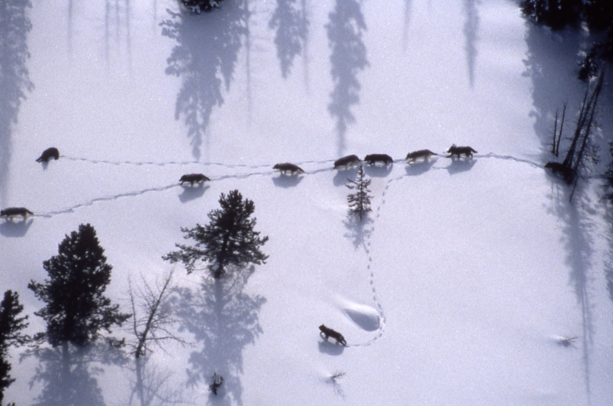 Aerial of the Crystal Creek wolf pack.