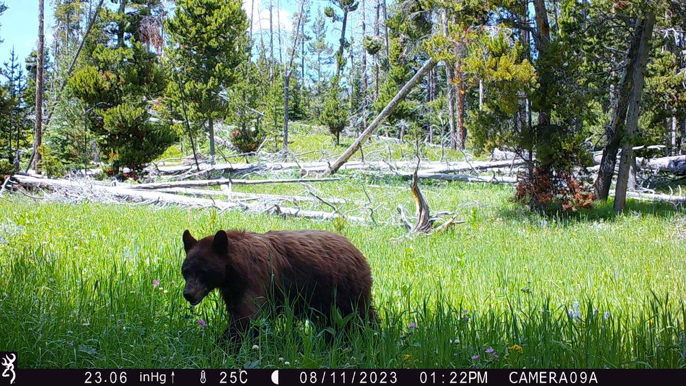 bear Camera 9A July 2023.JPG