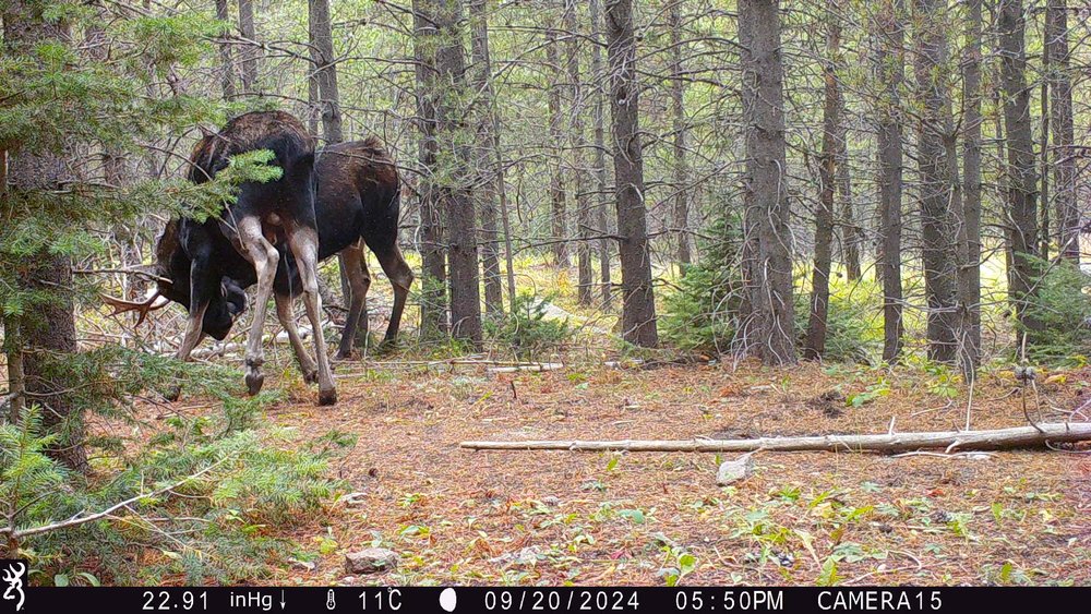 Two bull moose lock antlers.