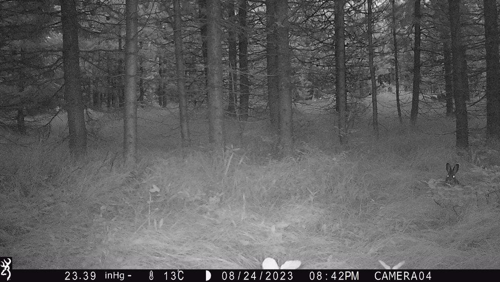 A hare peeks through the underbrush.