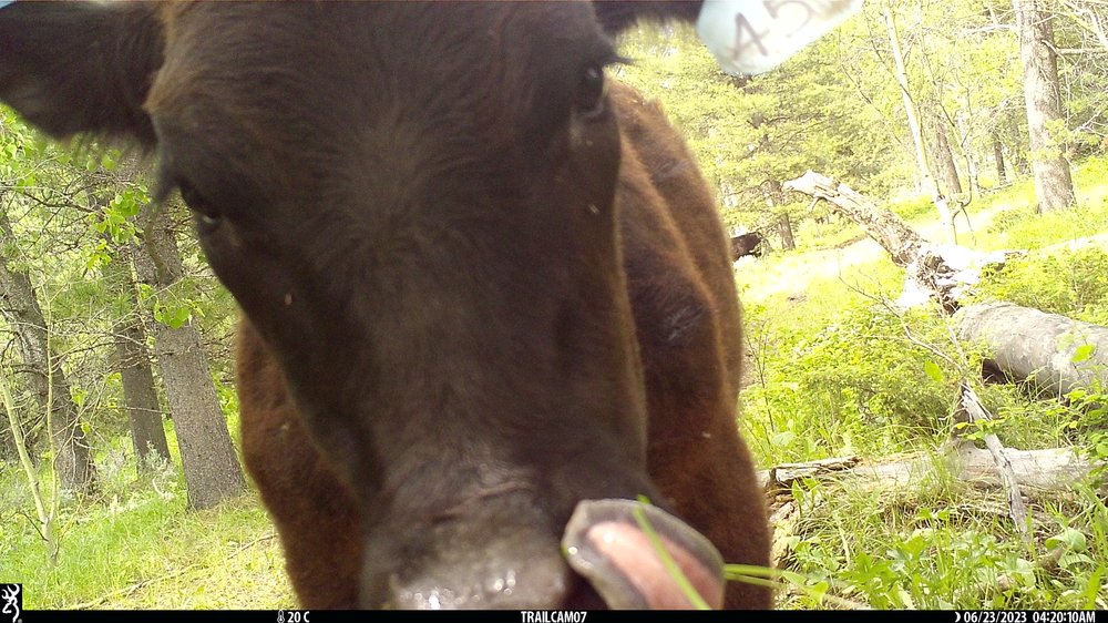 A curious cow — one of the most prevalent animals in the Gravellies during the summer.