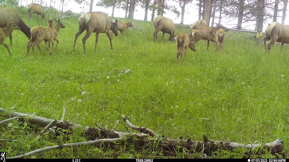 A herd of elk graze in early summer.