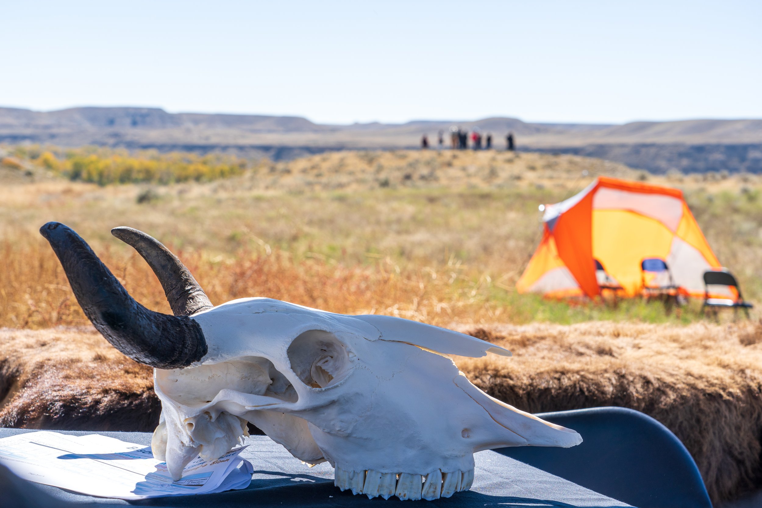  A bison skull overlooks students among the sagebrush. (Photo GYC/London Bernier) 