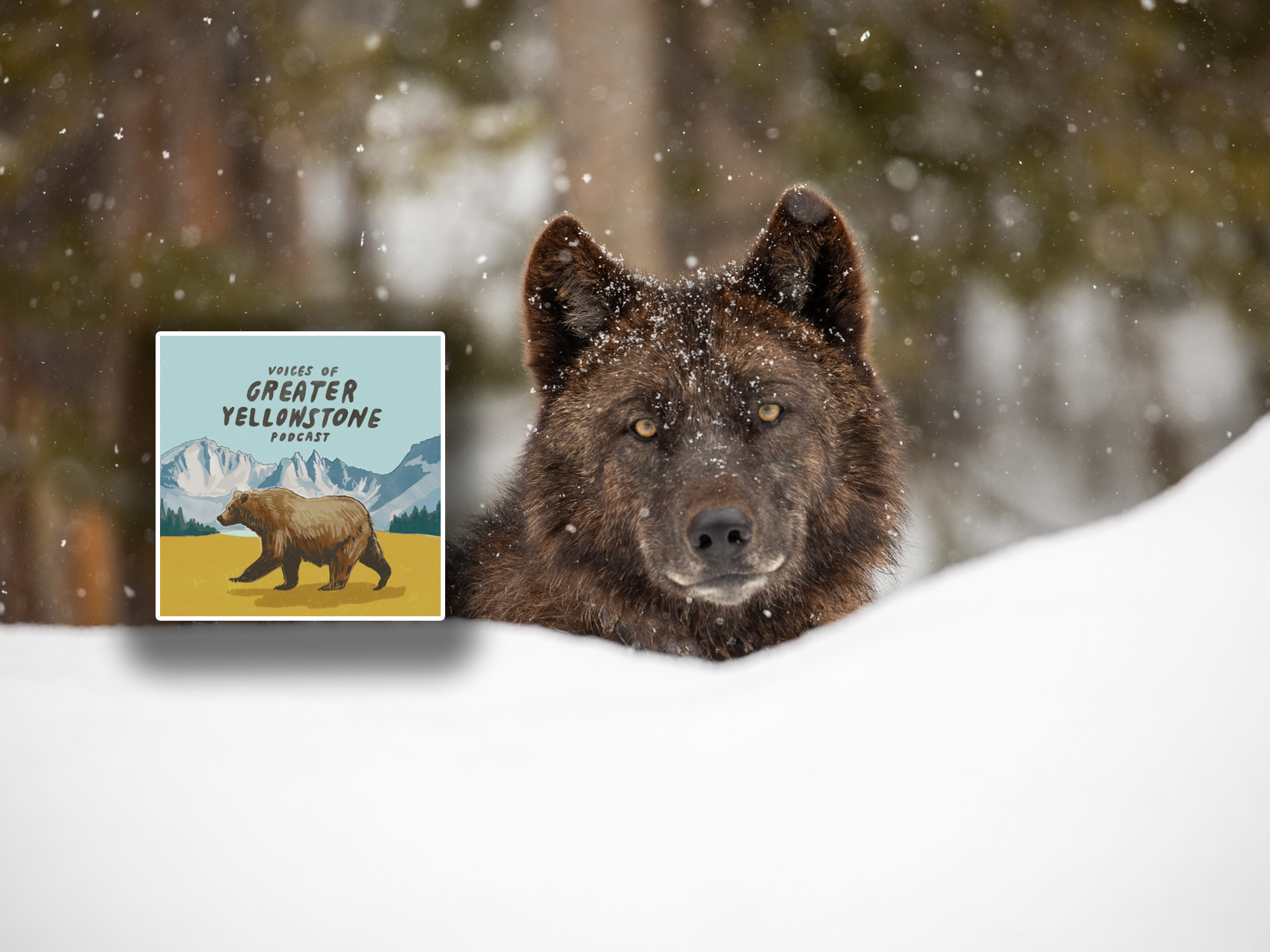 Episode 23 | Studying Yellowstone’s Iconic Wolves