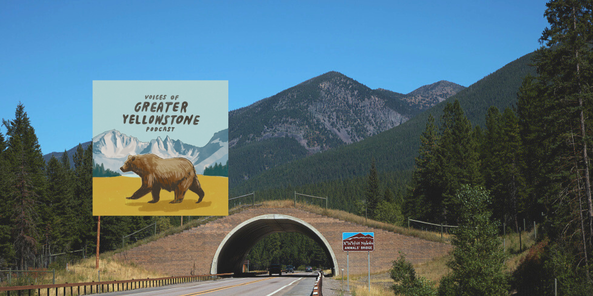 Episode 39 | Making Strides for Montana Wildlife Crossings