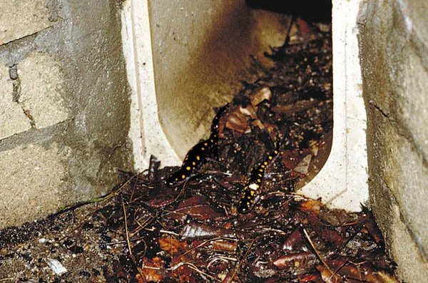 wildlife-bridges-salamander.jpg