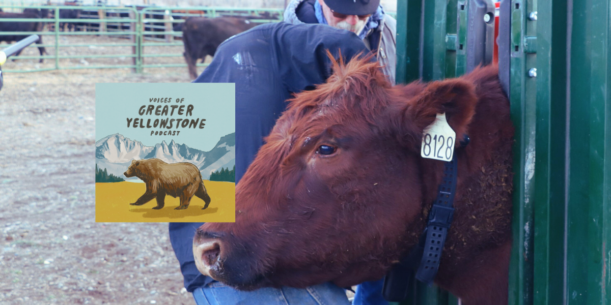 Episode 42 | Virtual Fencing: Win-Win Tech for Wildlife and Livestock