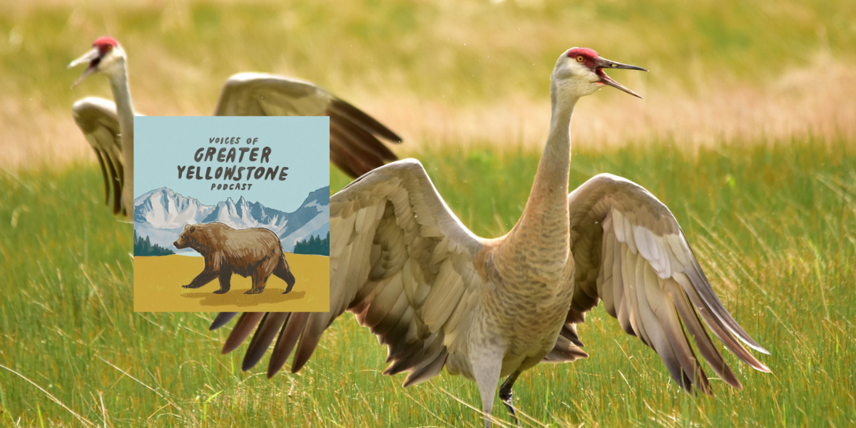 Episode 43 | Sandhill Cranes: Greater Yellowstone’s Modern Dinosaurs