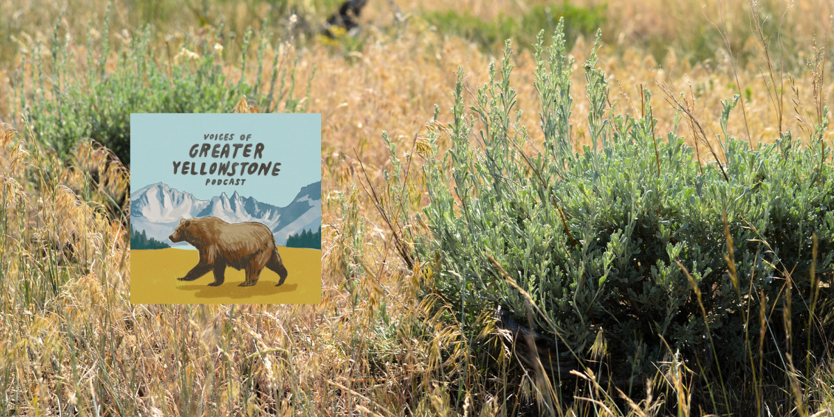 Episode 44 | The Stealthy Threat of Noxious Weeds