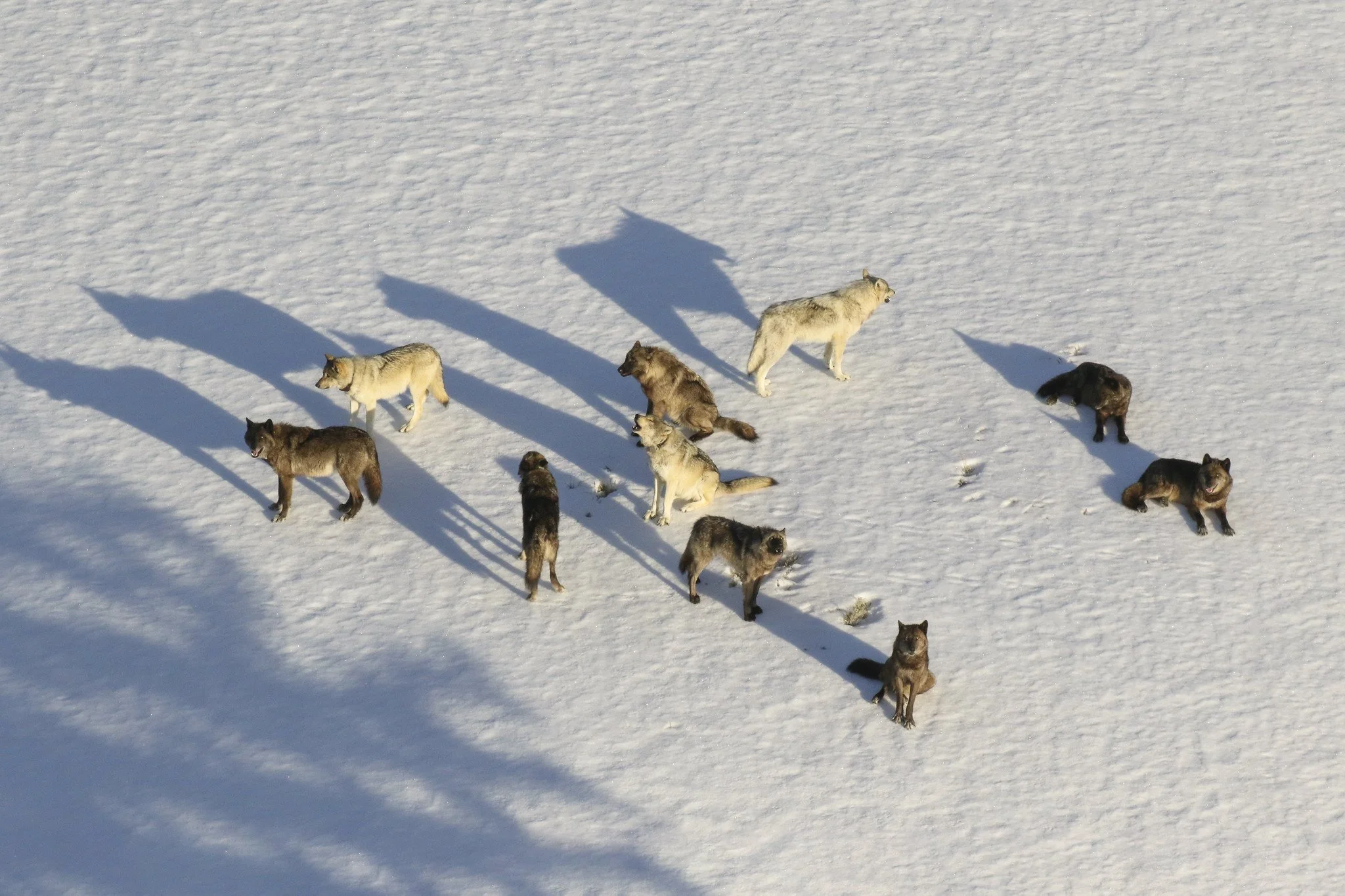 Montana Wolf Hunting and Trapping Regulations Move in the Right Direction in Response to Significant Population Decline