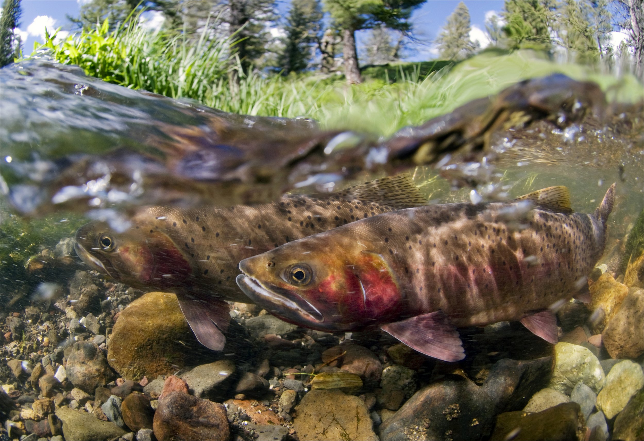 brook 2023ss Yellowstone Cutthroat Trout-