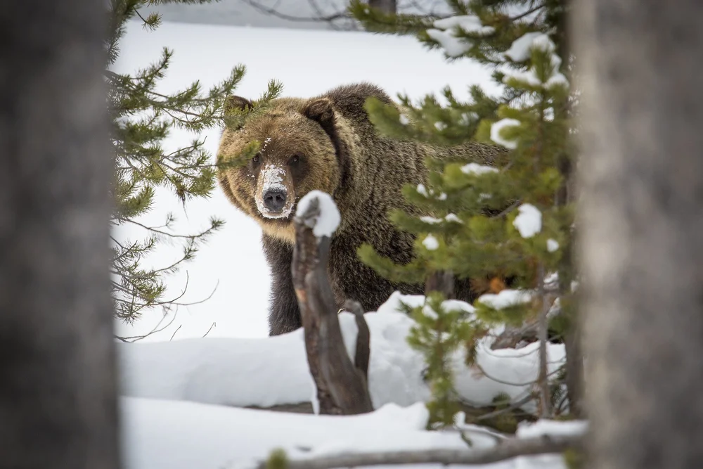 Protecting Grizzly Bears — Greater Yellowstone Coalition