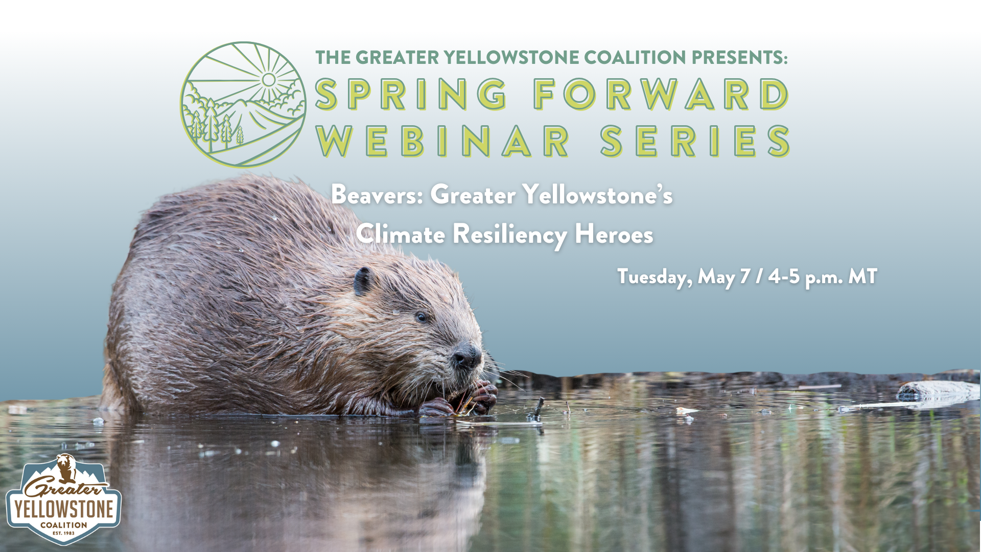 Beavers: Greater Yellowstone’s Climate Resiliency Heroes [Spring ...