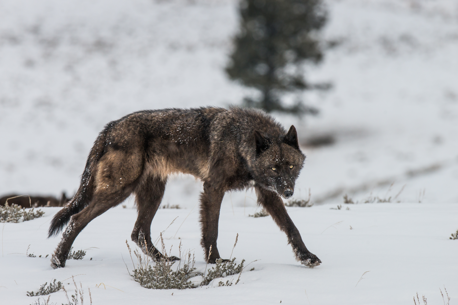 Types Of Black Wolves – Black Wolf Species – YXCKKF