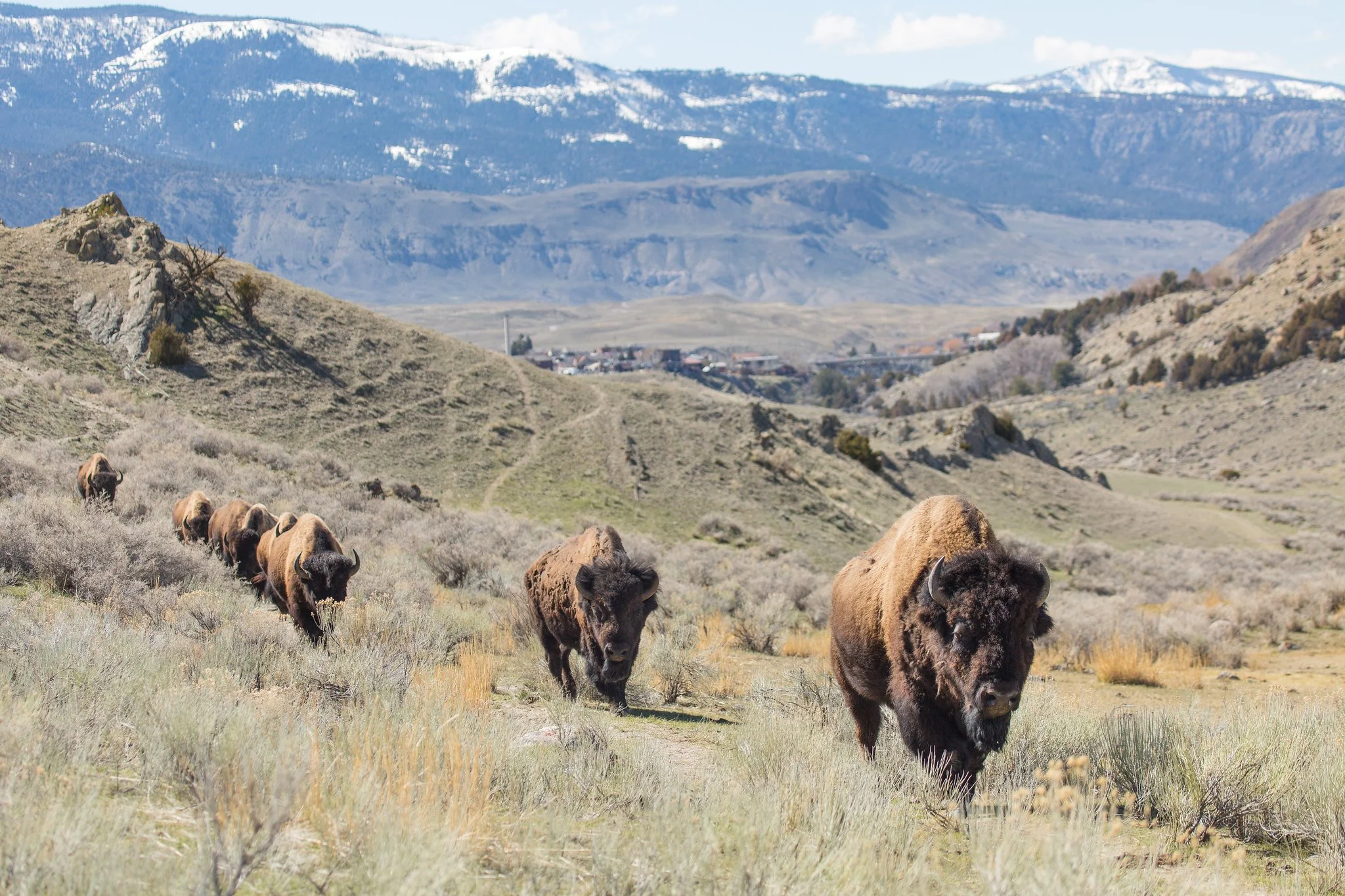 Protecting Bison — Greater Yellowstone Coalition