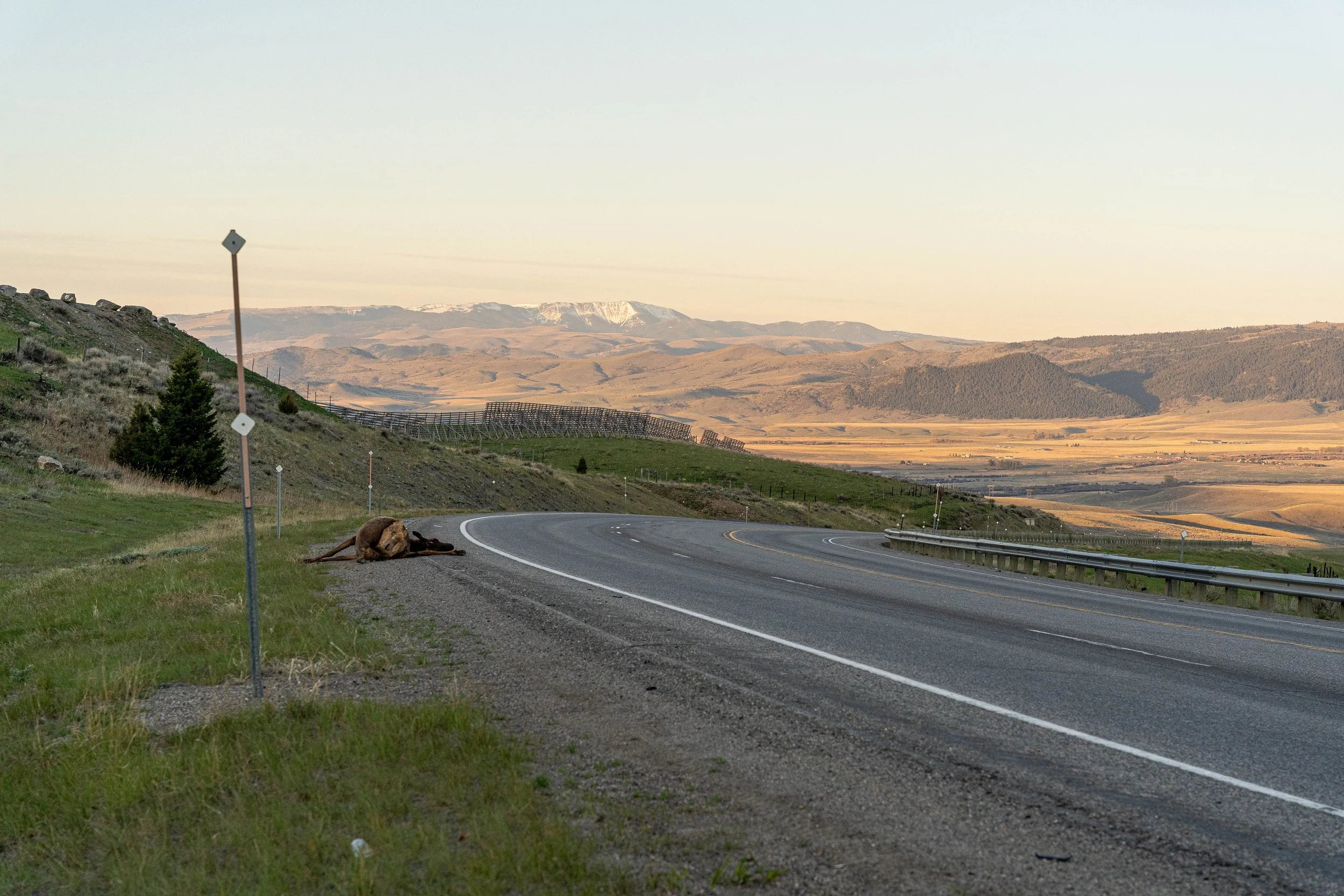 Neighbors Come Together to Make Madison Valley Roads Safer for People and Wildlife